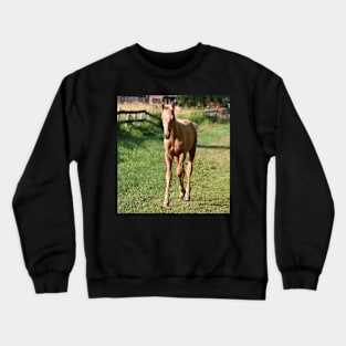 TB COLT Crewneck Sweatshirt